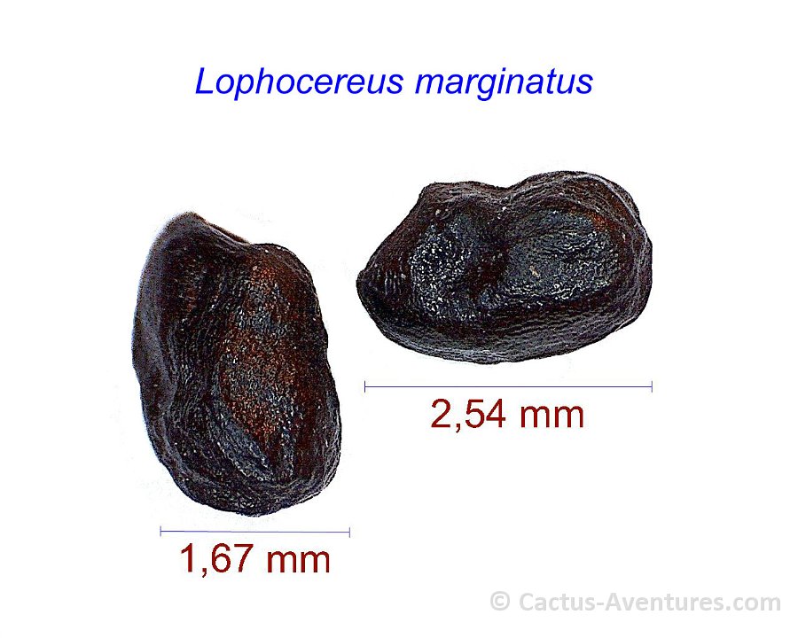 Lophocereus marginatus ex Marginatocereus kaktusy